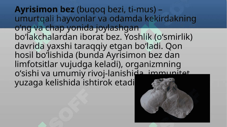 Timus tuzilishi, taraqqiyoti va vazifasi 3
