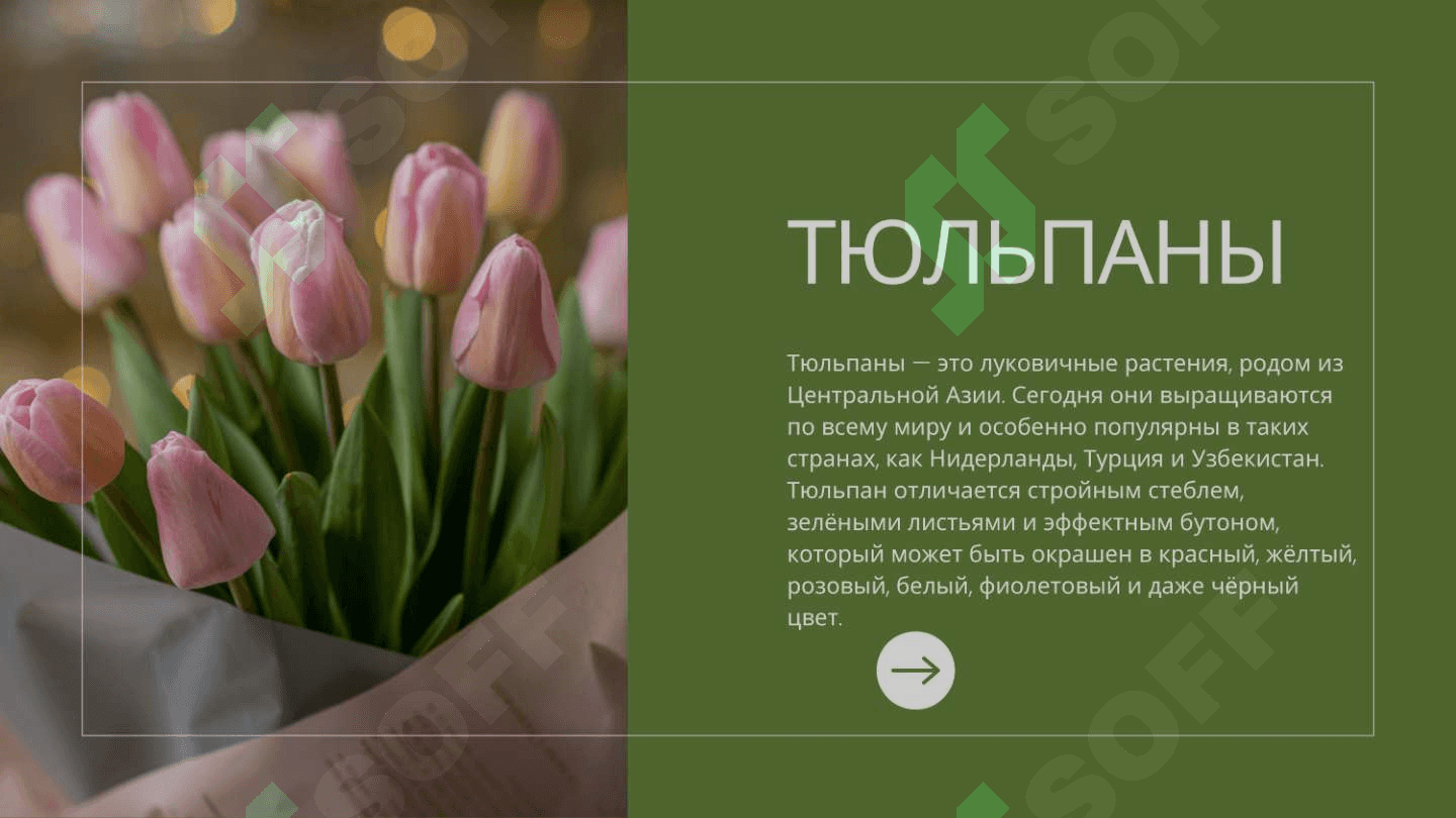 Мои любимые цветы 4