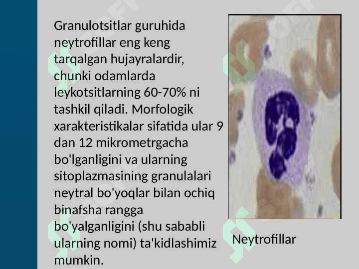 LEYKOSITLAR METOBOLIZMI XUSUSIYATLAR 7