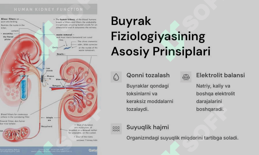 Ayiruv sistemasi. Buyraklar fiziologiyasi 4