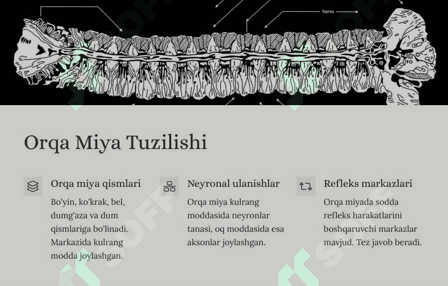 Orqa miya reflector va o`tkazuvchi yo`l faoliyati, tekshirish usullari. Uzunchoq miya va o`rta miya. 3