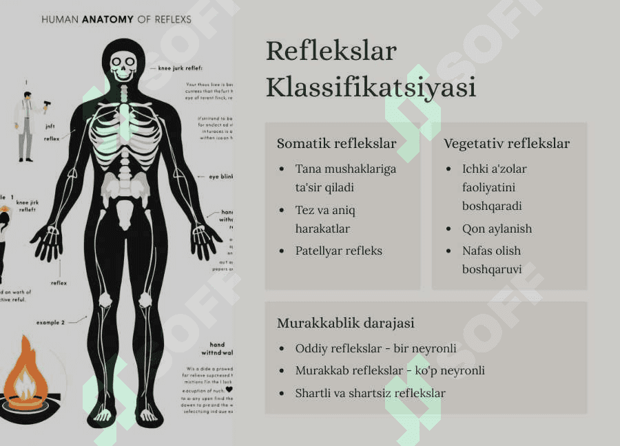 Orqa miya reflector va o`tkazuvchi yo`l faoliyati, tekshirish usullari. Uzunchoq miya va o`rta miya. 5