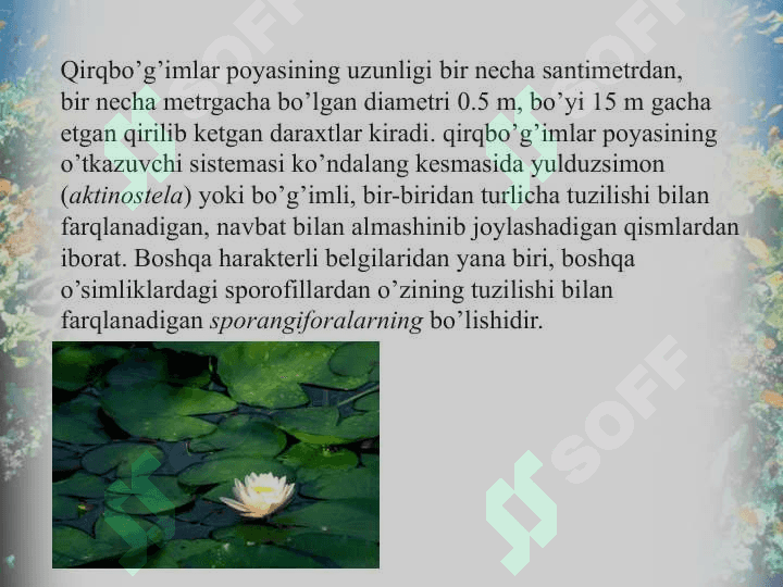 Qirqbo’g’imdoshlar oilasi. 4