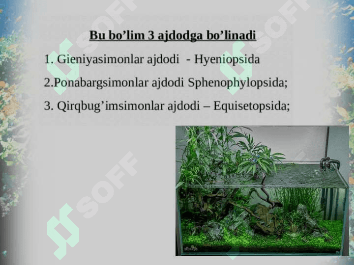 Qirqbo’g’imdoshlar oilasi. 5