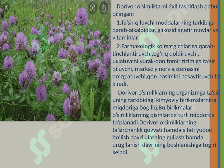 O’zbekistonning foydali o’simliklari. 4