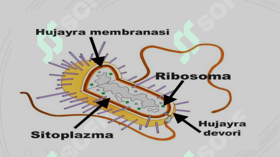 Hujayra va uning organoidlari 5