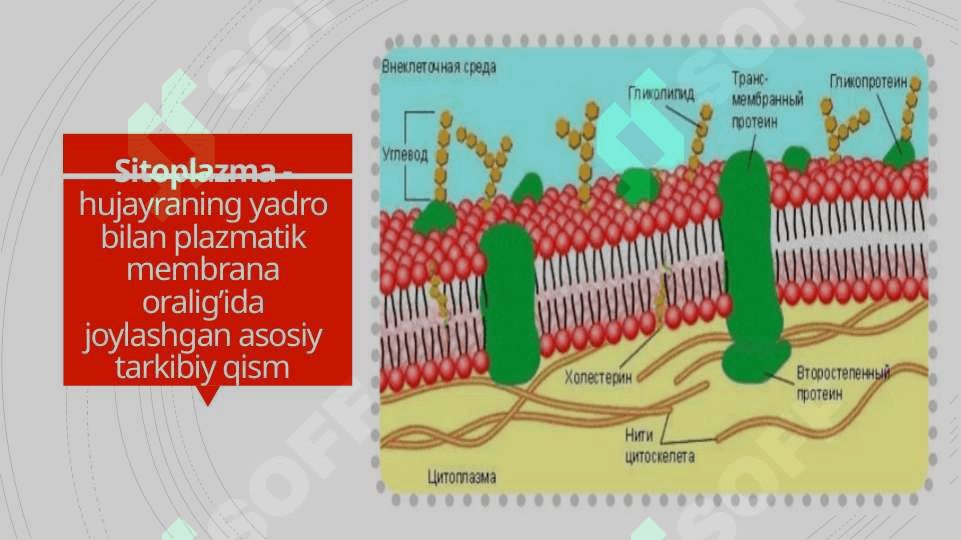 Hujayra va uning organoidlari 6