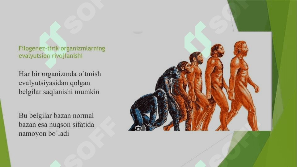Filogenetik nuqsonlar 4