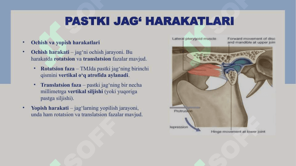 Pastki jag‘ harakati. Tishlarning okklyuzion yuzalari. Shpee egri chizig‘i. Benett burchagi, kesuv va bo‘g‘im yo‘li 4