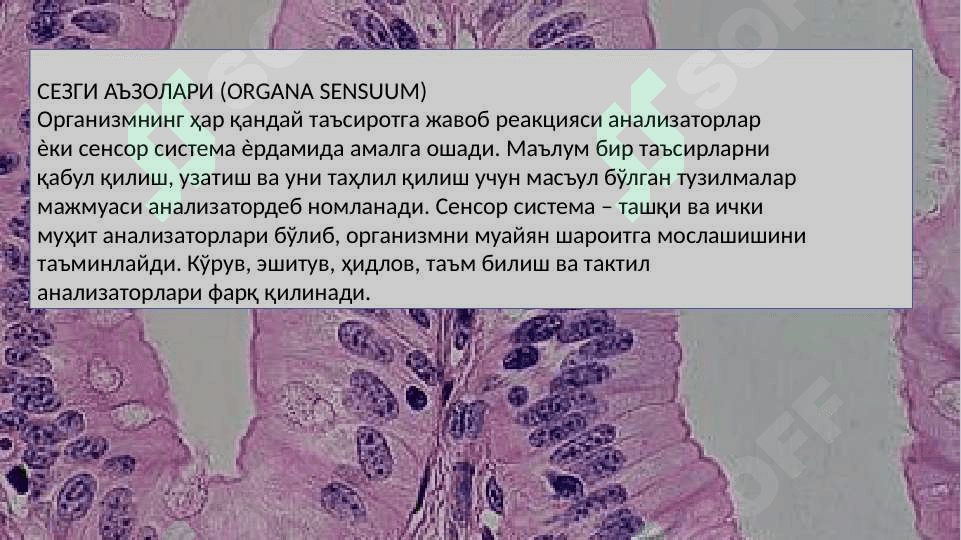 Sezgi azolari gistologiyasi 2