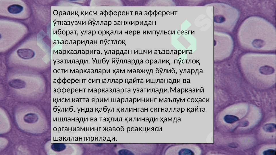 Sezgi azolari gistologiyasi 4