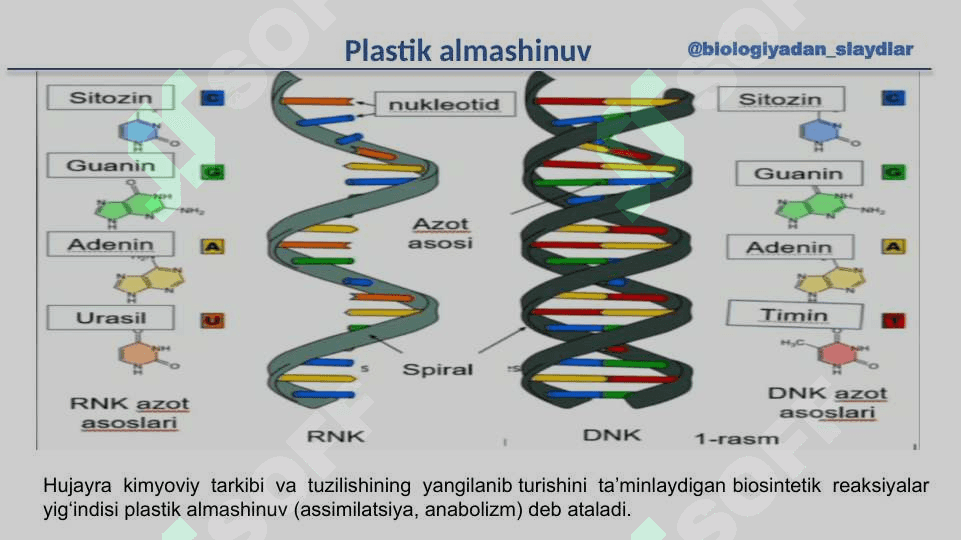 Plastik almashinuv Oqsil biosintezi 4