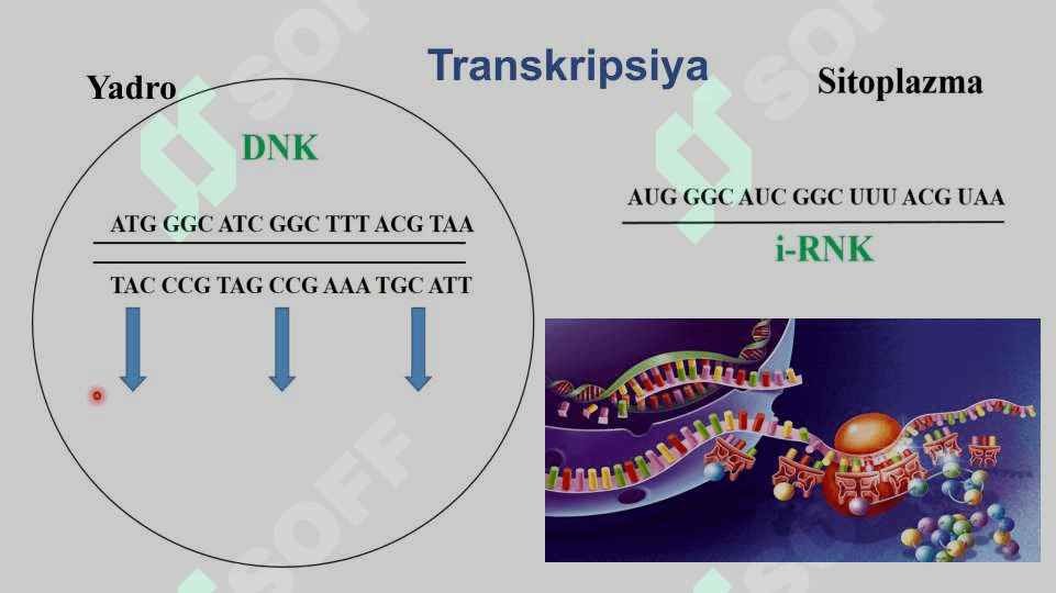 Plastik almashinuv Oqsil biosintezi 8