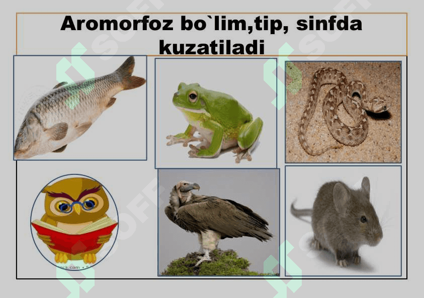 Umurtqali hayvonlar misolida aromorfoz, idiodaptatsiyalarni  o`rganish 3