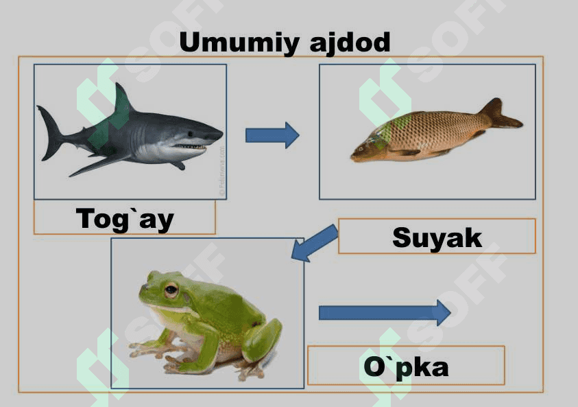 Umurtqali hayvonlar misolida aromorfoz, idiodaptatsiyalarni  o`rganish 4