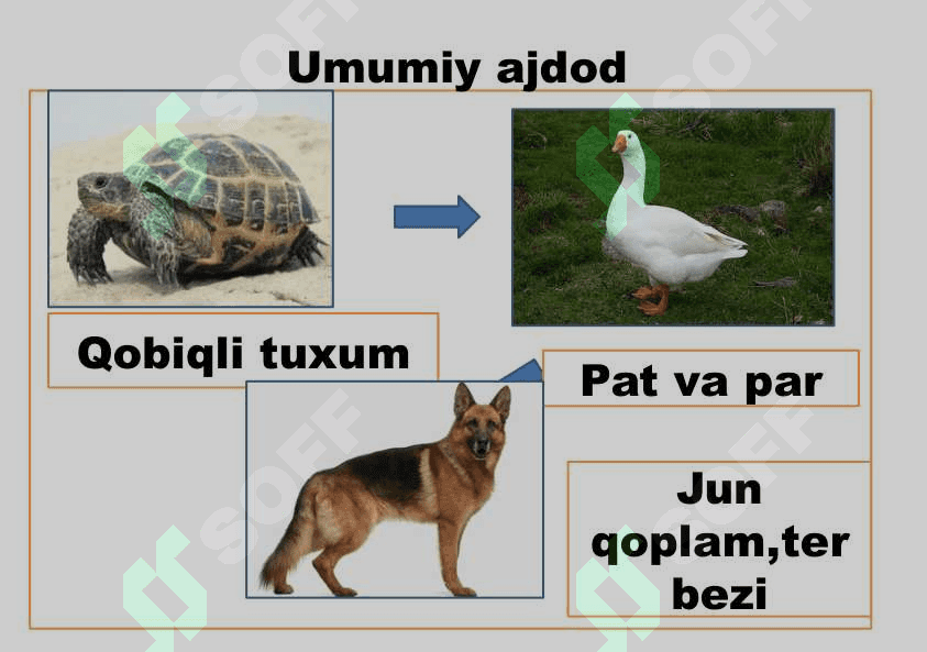 Umurtqali hayvonlar misolida aromorfoz, idiodaptatsiyalarni  o`rganish 5