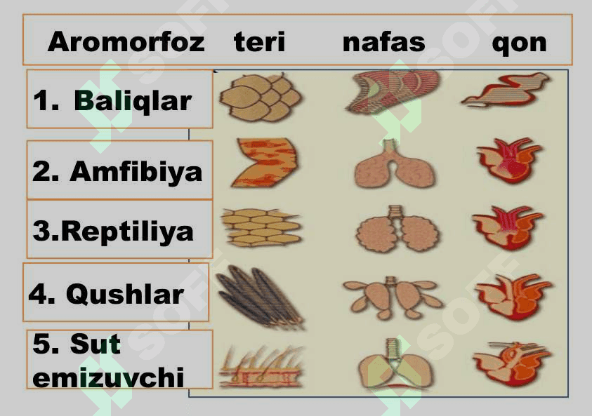 Umurtqali hayvonlar misolida aromorfoz, idiodaptatsiyalarni  o`rganish 6
