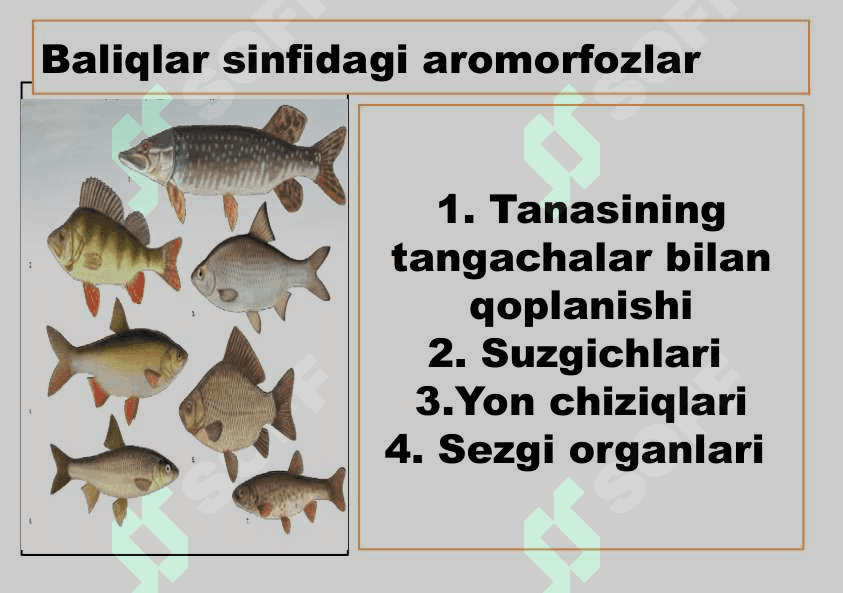 Umurtqali hayvonlar misolida aromorfoz, idiodaptatsiyalarni  o`rganish 7