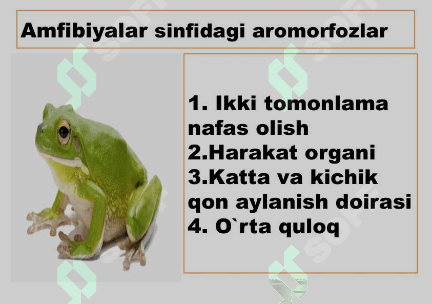 Umurtqali hayvonlar misolida aromorfoz, idiodaptatsiyalarni  o`rganish 8
