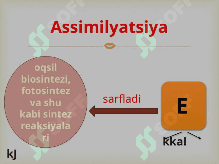 “Tirik organizmlarning xususiyatlari” 4