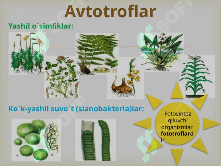 “Tirik organizmlarning xususiyatlari” 7