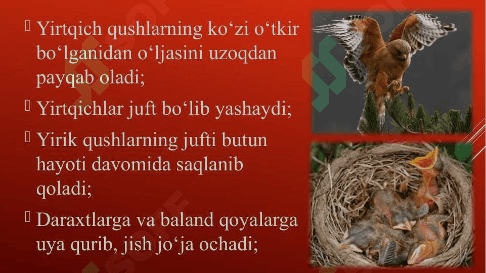 Yirtqich qushlar 4