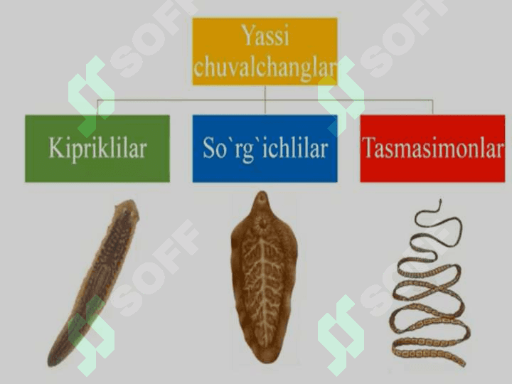 Yassi va to’garak chuvalchanglar tipi 2