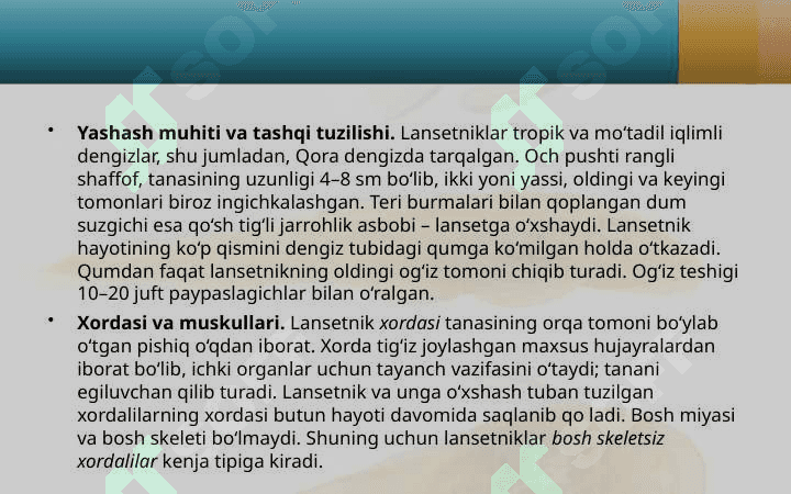 Lansetnik – tuban tuzilgan xordali hayvon 4