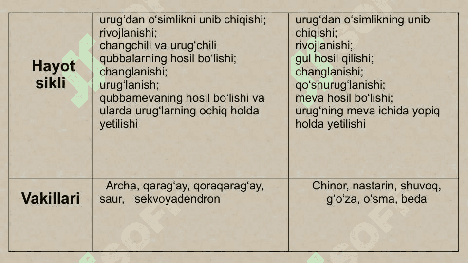 Sporali o‘simliklar, ochiq urug‘li va gulli o‘simliklar misolida aromorfoz, idioadaptatsiyalarni o‘rganish 7