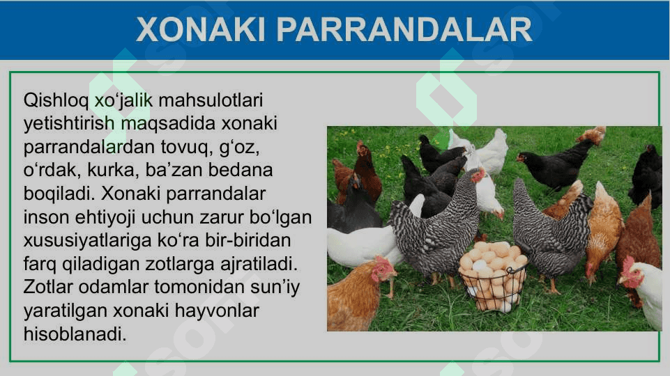 Parrandachilik 5
