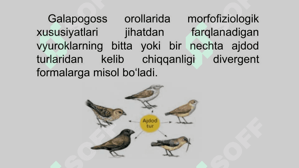 Evolutsion o‘zgarishlarning tiplari 8