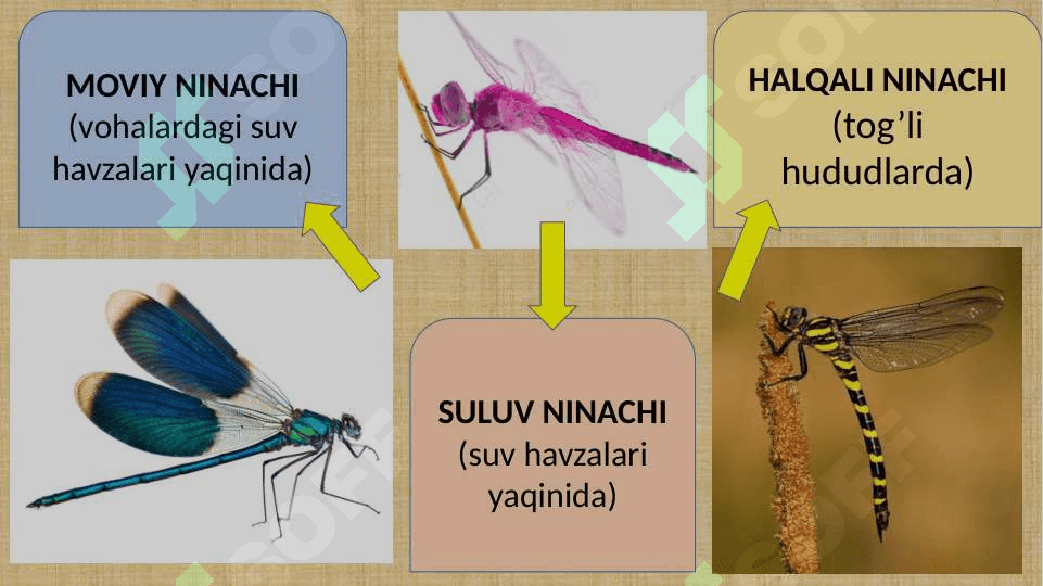 CHALA O’ZGARISH BILAN RIVOJLANADIGAN HASHAROTLAR 6