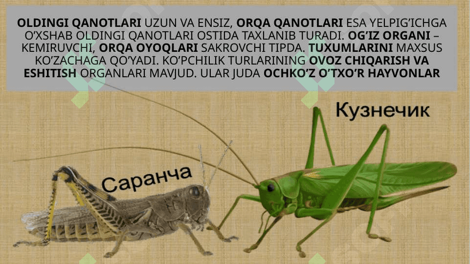 CHALA O’ZGARISH BILAN RIVOJLANADIGAN HASHAROTLAR 8