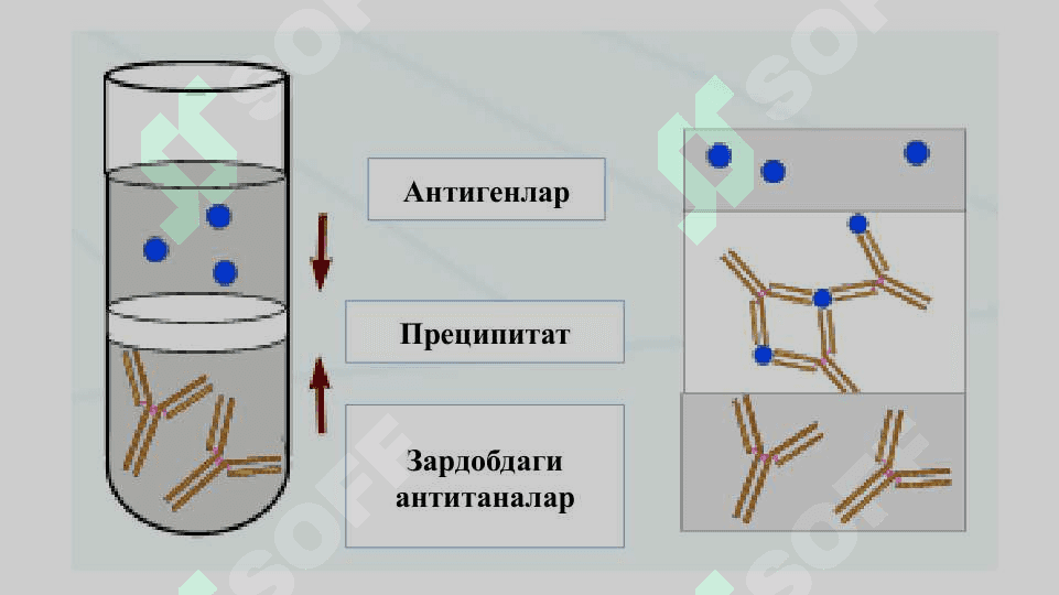 Pretsipitatsion va usul immunodiffuzion usullar yordamida antigen yoki antitana reaksiyasi bilan tanishish 8