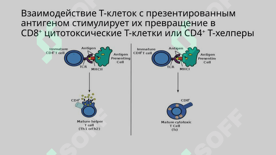 Т-В- лимфоцитлар, NK-киллерлар субпопуляцияси. 8