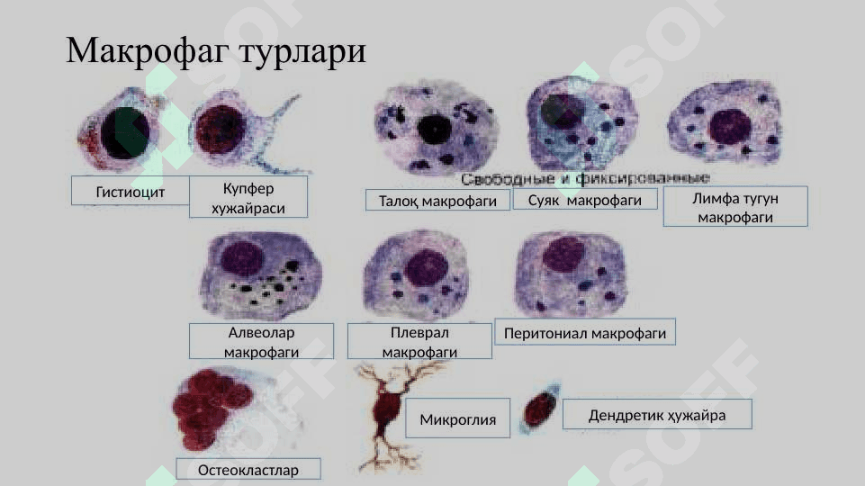 Makrofaglar va oq qon hujayralari immunologik faoliyati 6