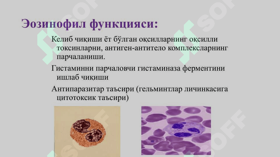 Организм химояси носпецифик ва специфик иммунитет турлари 8