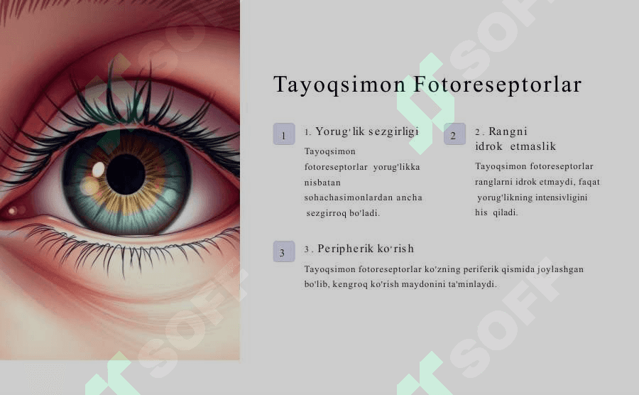 Ko'zning Fotoreseptorlari:  Marfologik Tuzilishi 3