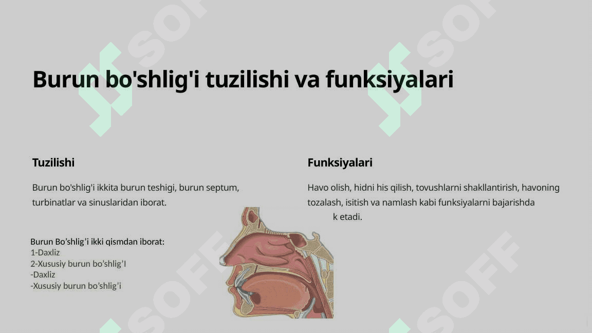 BURUN BO'SHLIG'I GISTOLOGIYASI 2