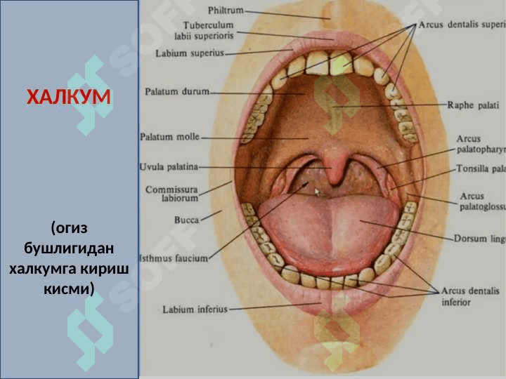 ХАЗМ СИСТЕМАСИ ХАЛКУМ,КИЗИЛУНГАЧ,ОШКОЗОН 2