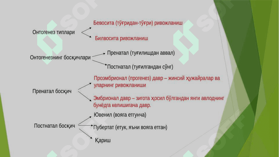 ОНТОГЕНЕЗ-ОРГАНИЗМЛАРНИНГ ИНДИВИДУАЛ РИВОЖЛАНИШИ 6