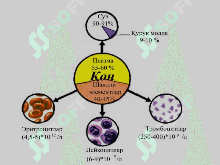 ГОМЕОСТАЗ ХАҚИДА ТУШУНЧА. ОРГАНИЗМНИНГ  БИОЛОГИК СУЮҚЛИКЛАРИ.  КОННИНГ ФИЗИКАВИЙ -  КИМЁВИЙ ХОССАЛАРИ.  ШАКЛЛИ ЭЛЕМЕНТЛАР. 7
