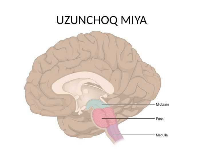 Uzunchoq miya Узунчок мия 1