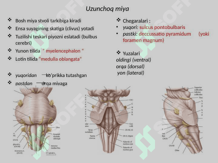 Uzunchoq miya Узунчок мия 6