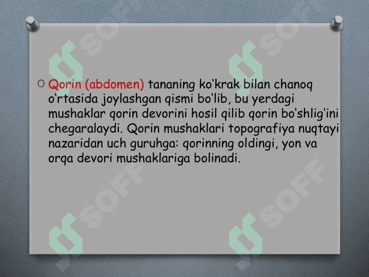 Qorin mushaklari va fassiyalari. Корин мушаклари ва фассиялари 2