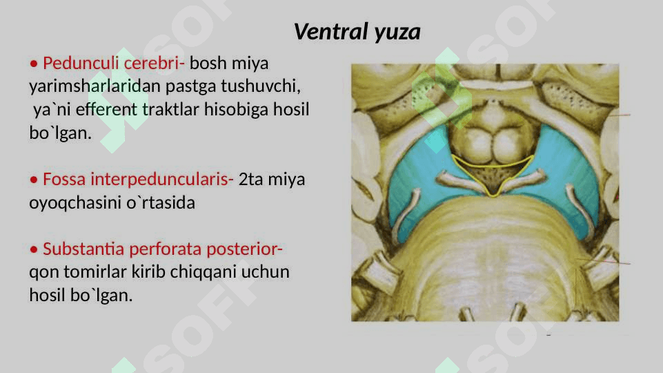 Orta miya O'rta miya Урта мия Орта мия Ўрта мия 6