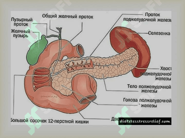 Me’da osti va buyrak usti bezlari fiziologiyasi. Insulin va glyukagon effektlar. 4