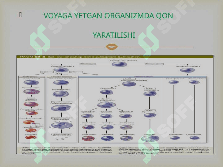 GEMOTSITOPOEZ JARAYONINING BOSHQARILISHI 8
