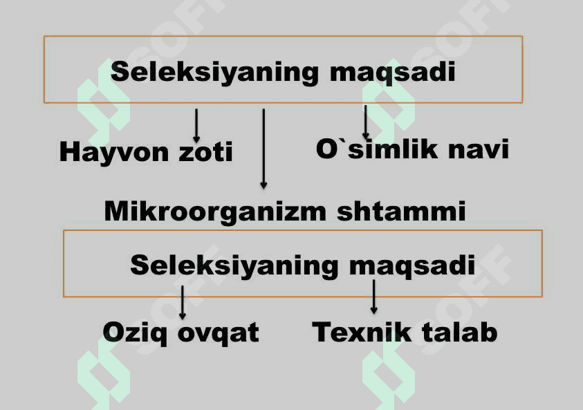 O`simlik va hayvonlar seleksiyasi 2