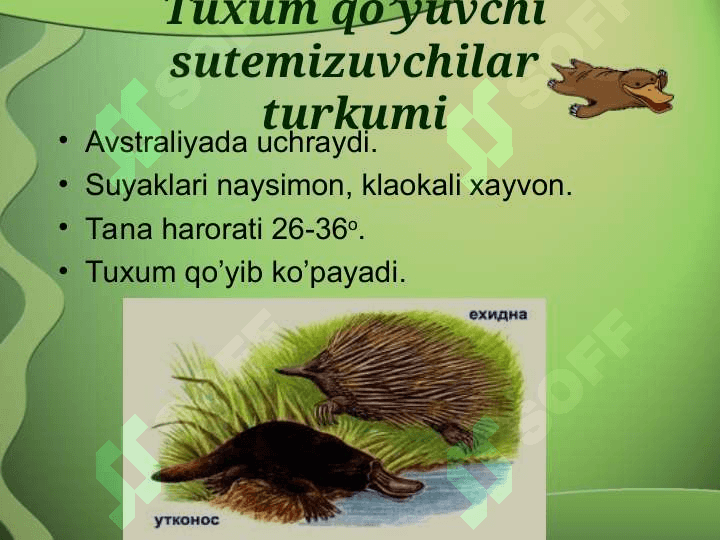 Mavzu Sutemizuvchilarning xilma-xilligi 6
